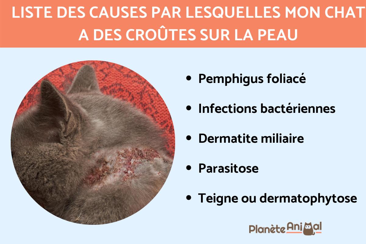 Mon chat a des CROÛTES CAUSES et TRAITEMENTS avec PHOTOS