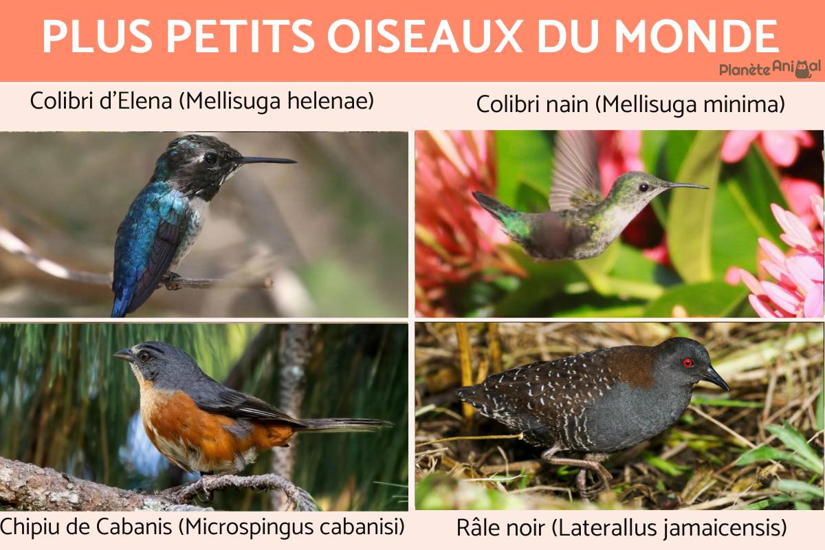 Plus petits oiseaux du monde