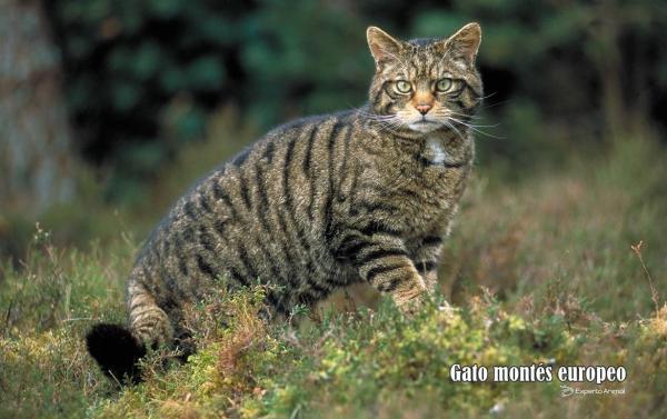 Les types de chats sauvages - Chat sauvage d'Europe