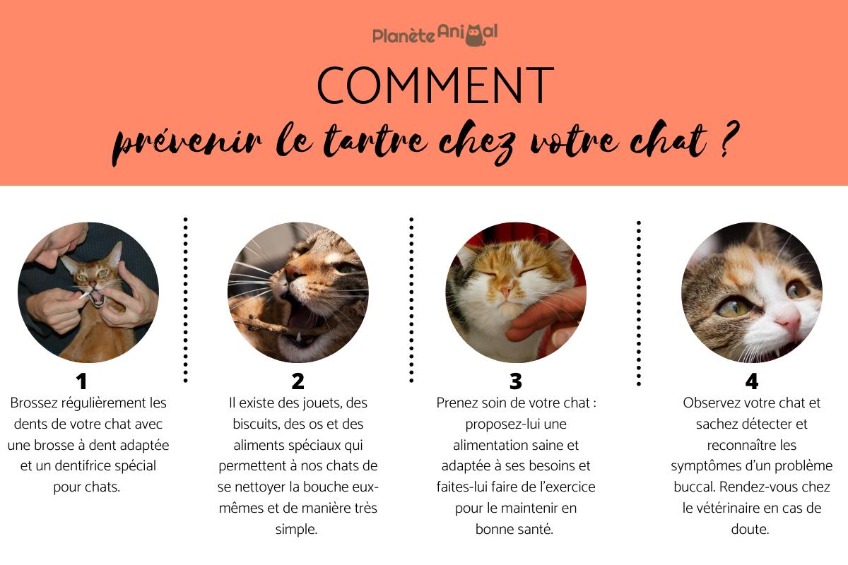 Détartrage du chat - Prix, prévention et conseils
