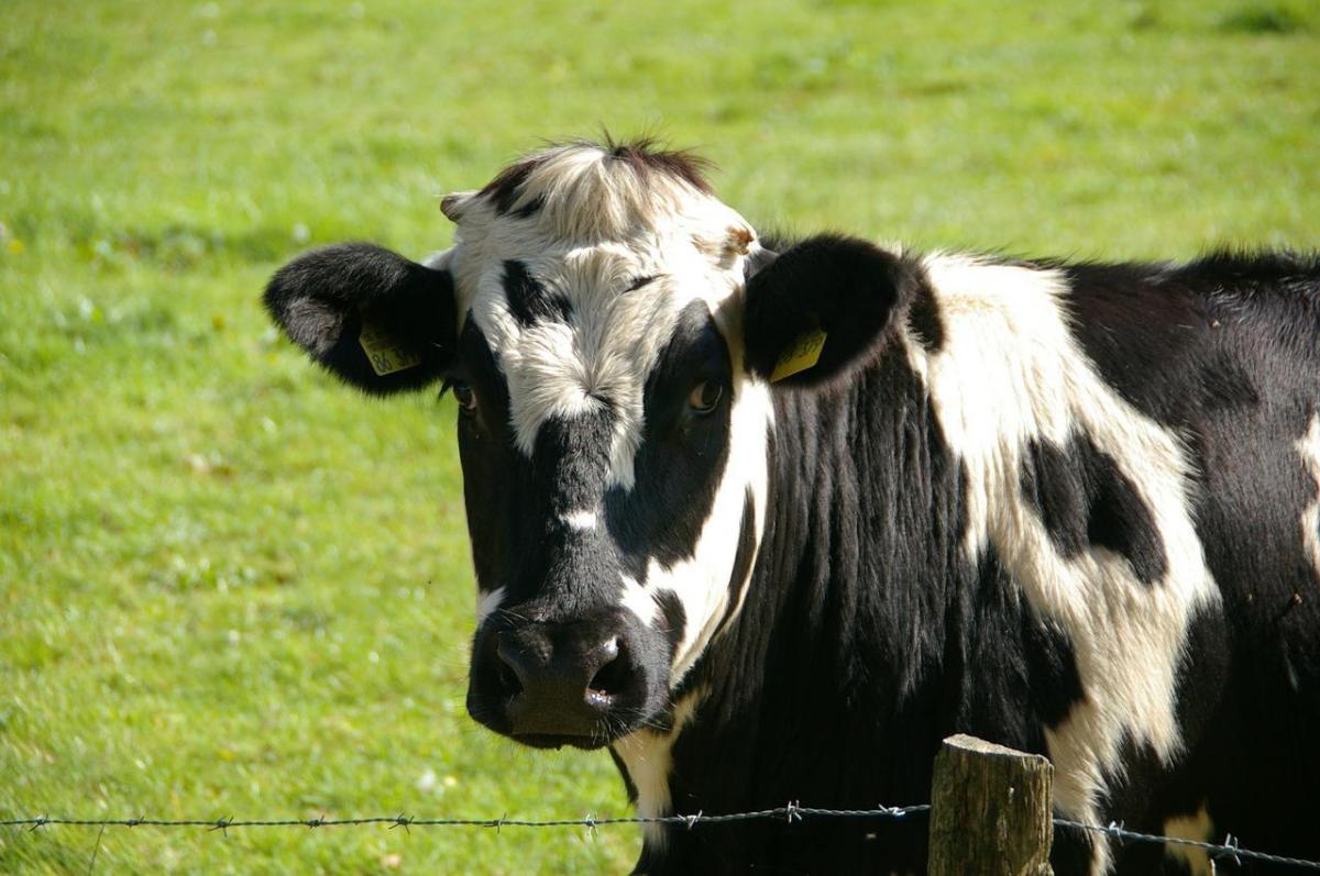 Maladies bovines les plus courantes