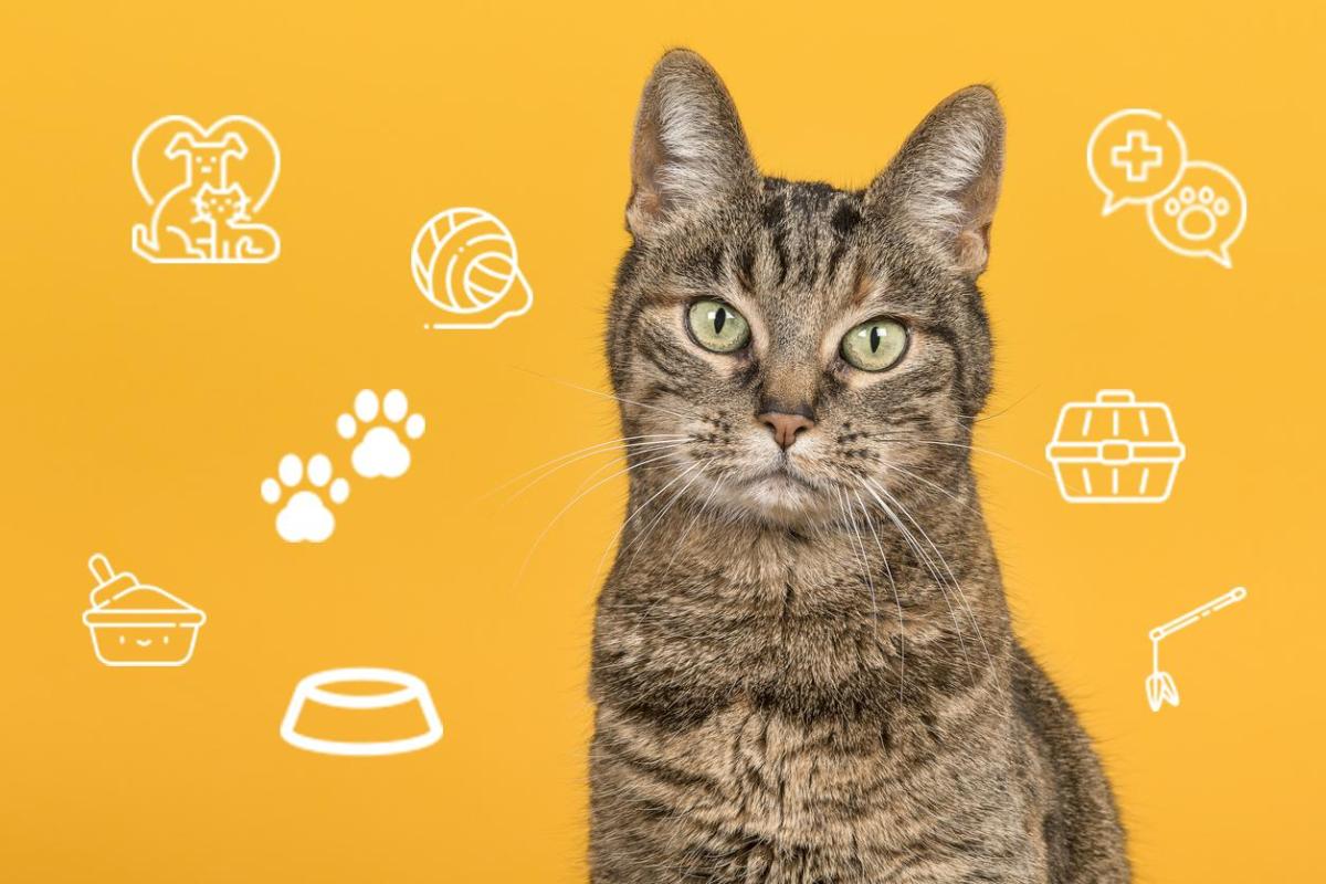 Le chat domestique et son caractère