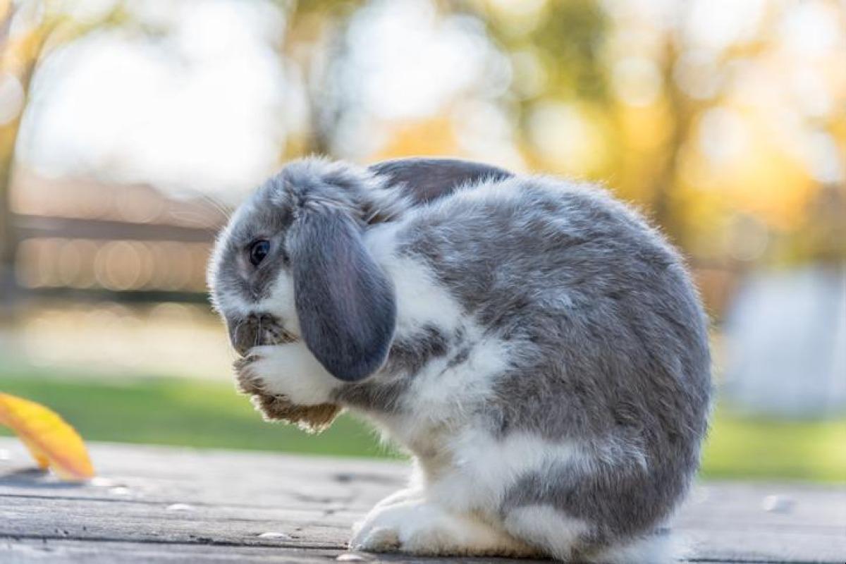 Mon lapin mange ses crottes - Pourquoi et que faire ?