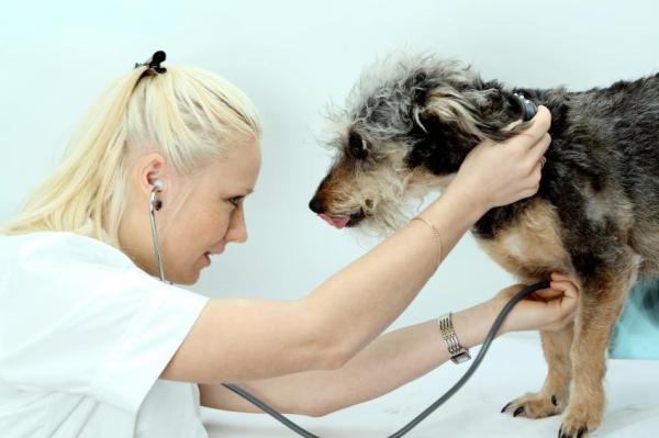 Complément alimentaire pour chien maigre - Mon chien est toujours très maigre...