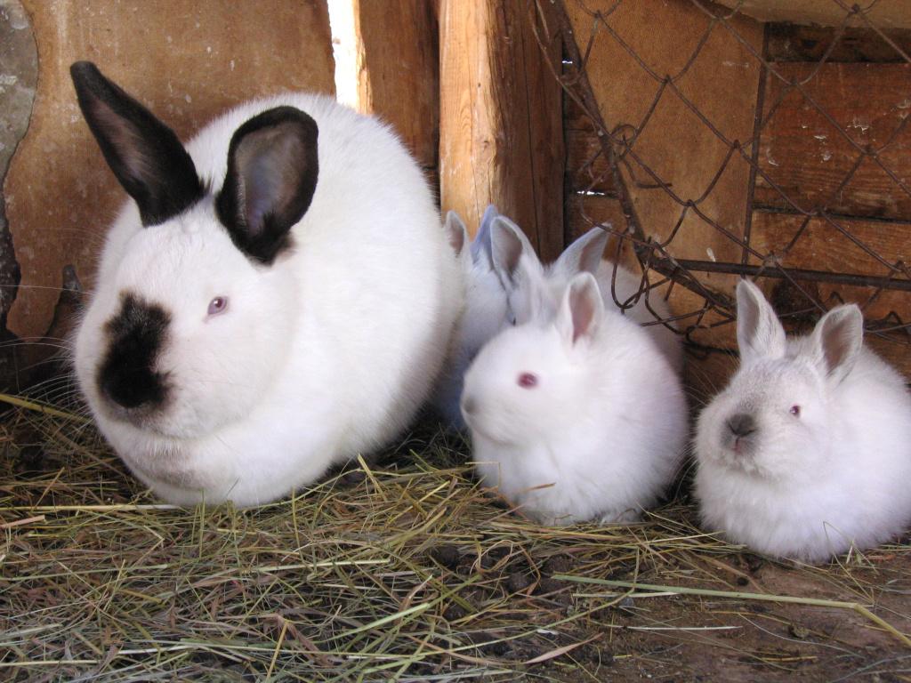 Gestation du lapin durée, symptômes et soins — free download