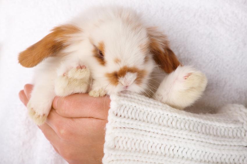 Gestation du lapin durée, symptômes et soins — free download
