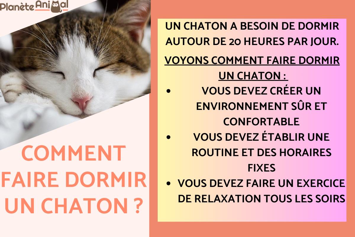 Comment faire dormir un chaton ?