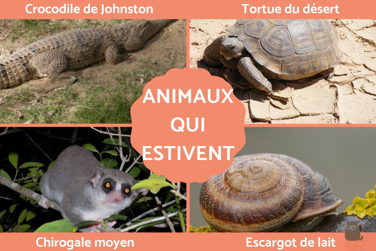Estivation - Définition, signification et animaux