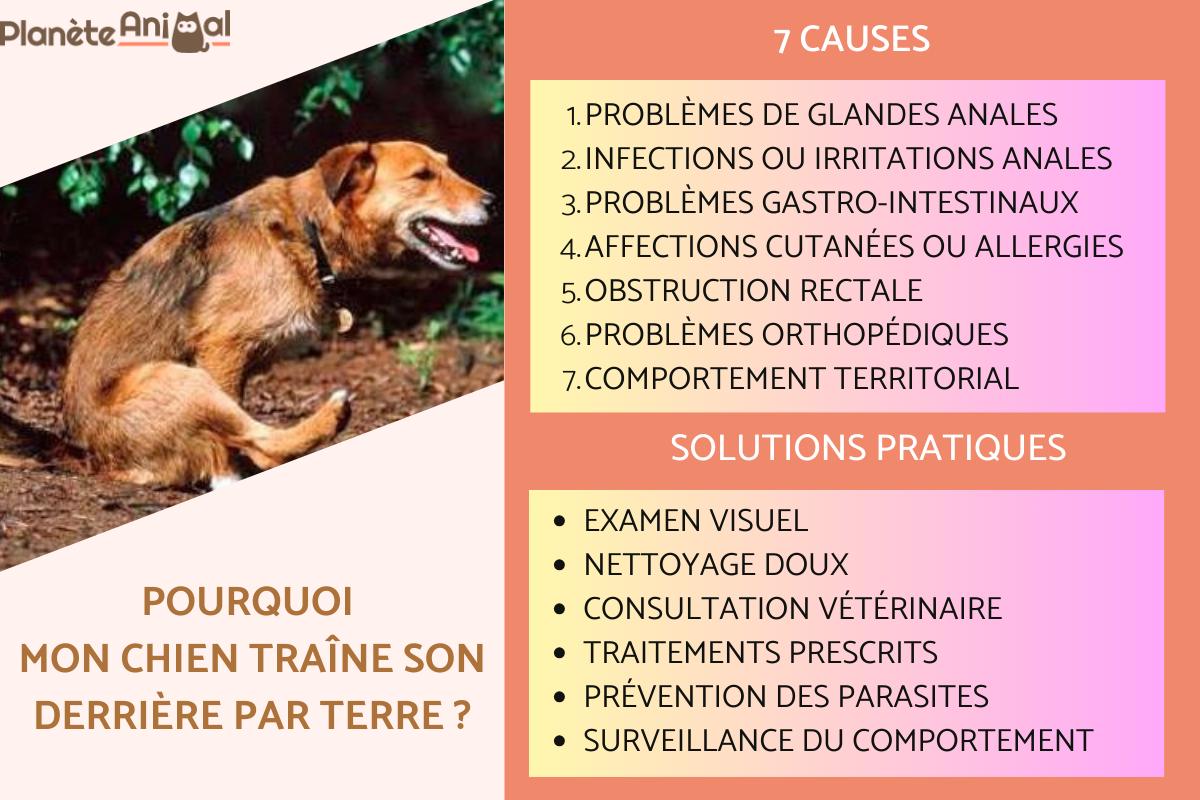 Mon chien traîne son derrière par terre - Causes et solutions pratiques