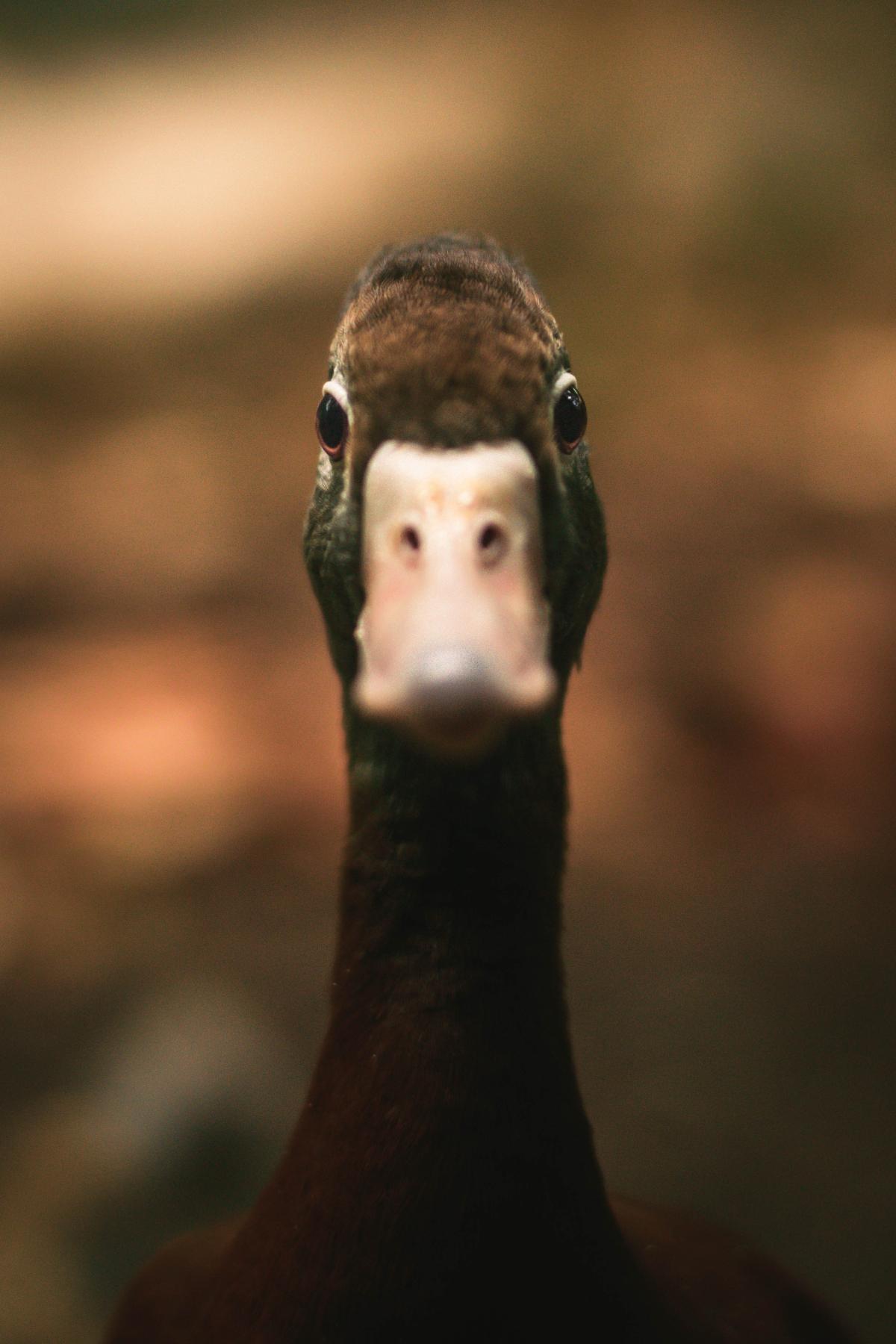 Noms pour canards