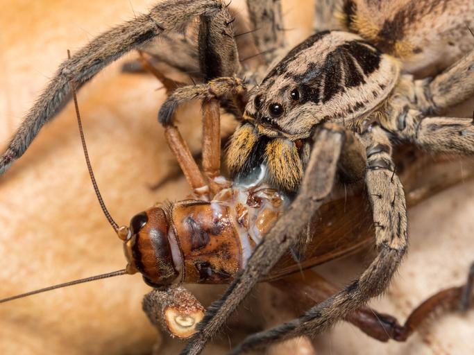 Que mange une araignée ? Alimentation et Stratégies de Chasse — free download