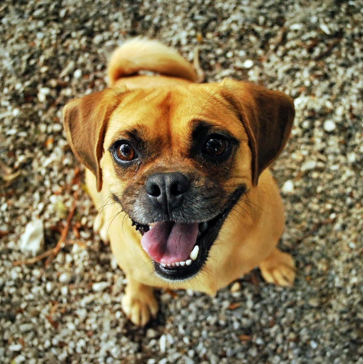 5 signes qui montrent que votre chien est heureux