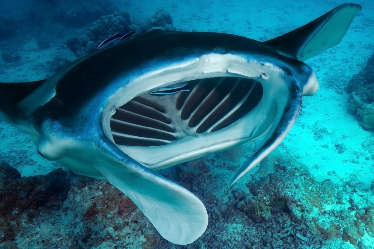 Que mange la raie manta ?