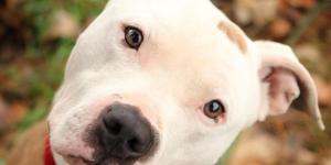 Le pitbull est-il un chien dangereux ?