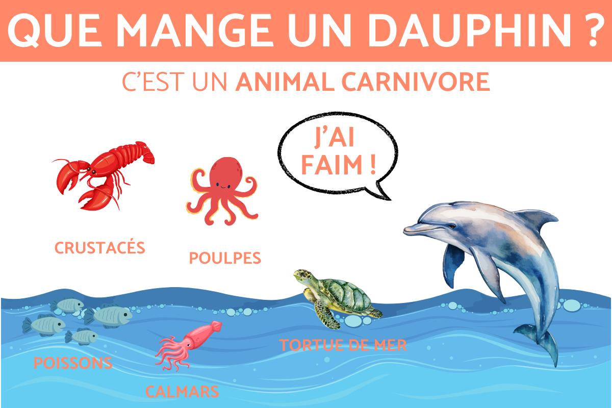 Que mange le dauphin ?