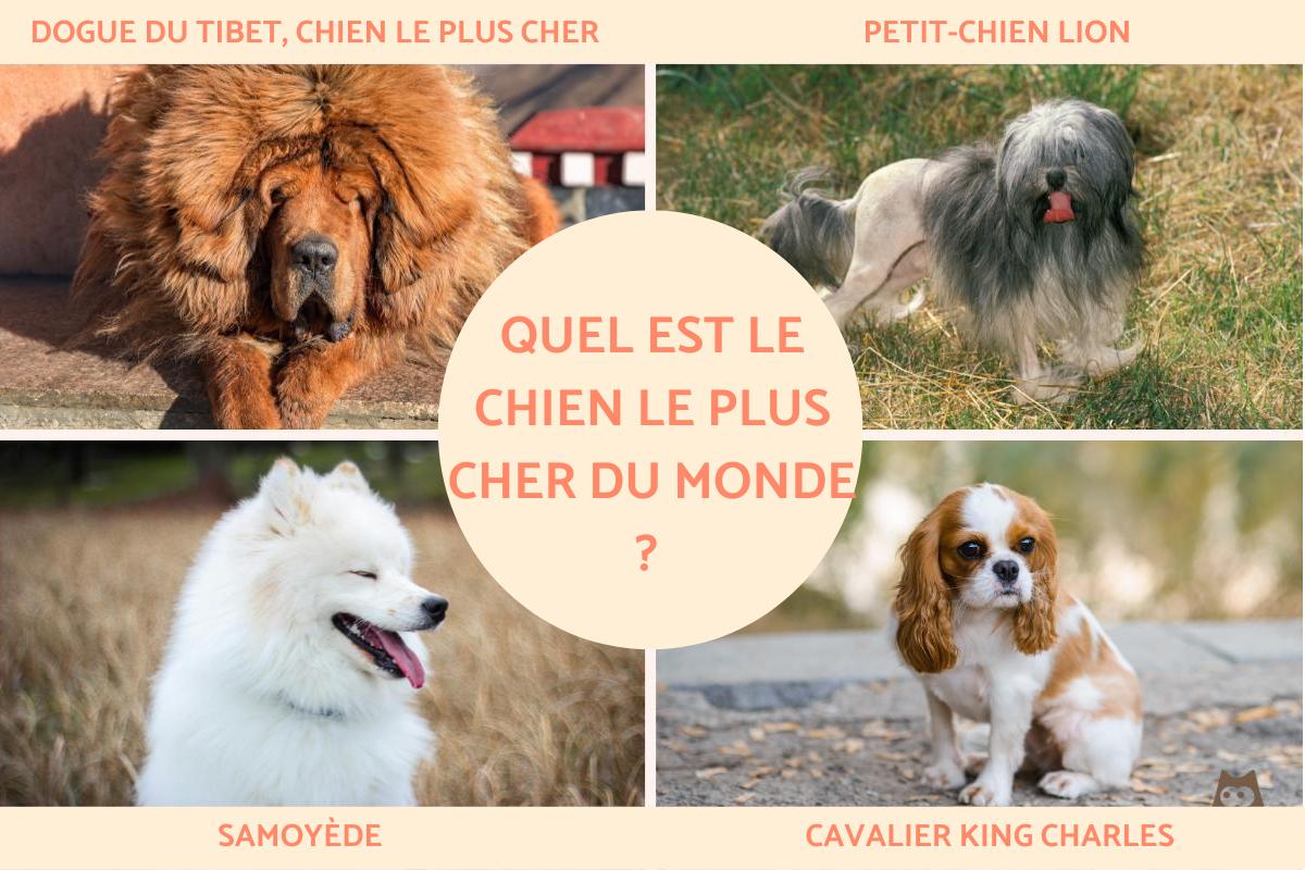 Quel est le chien le plus cher au monde ?