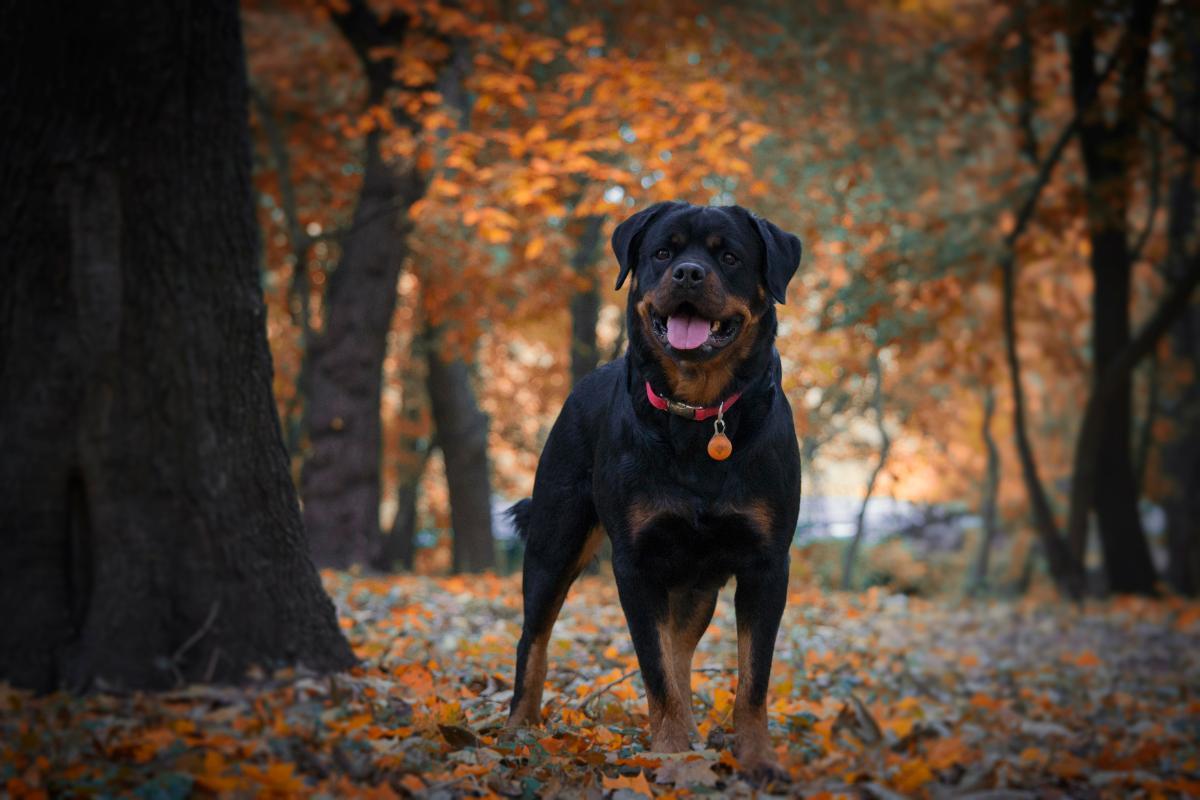 quel est le chien le plus cher du monde