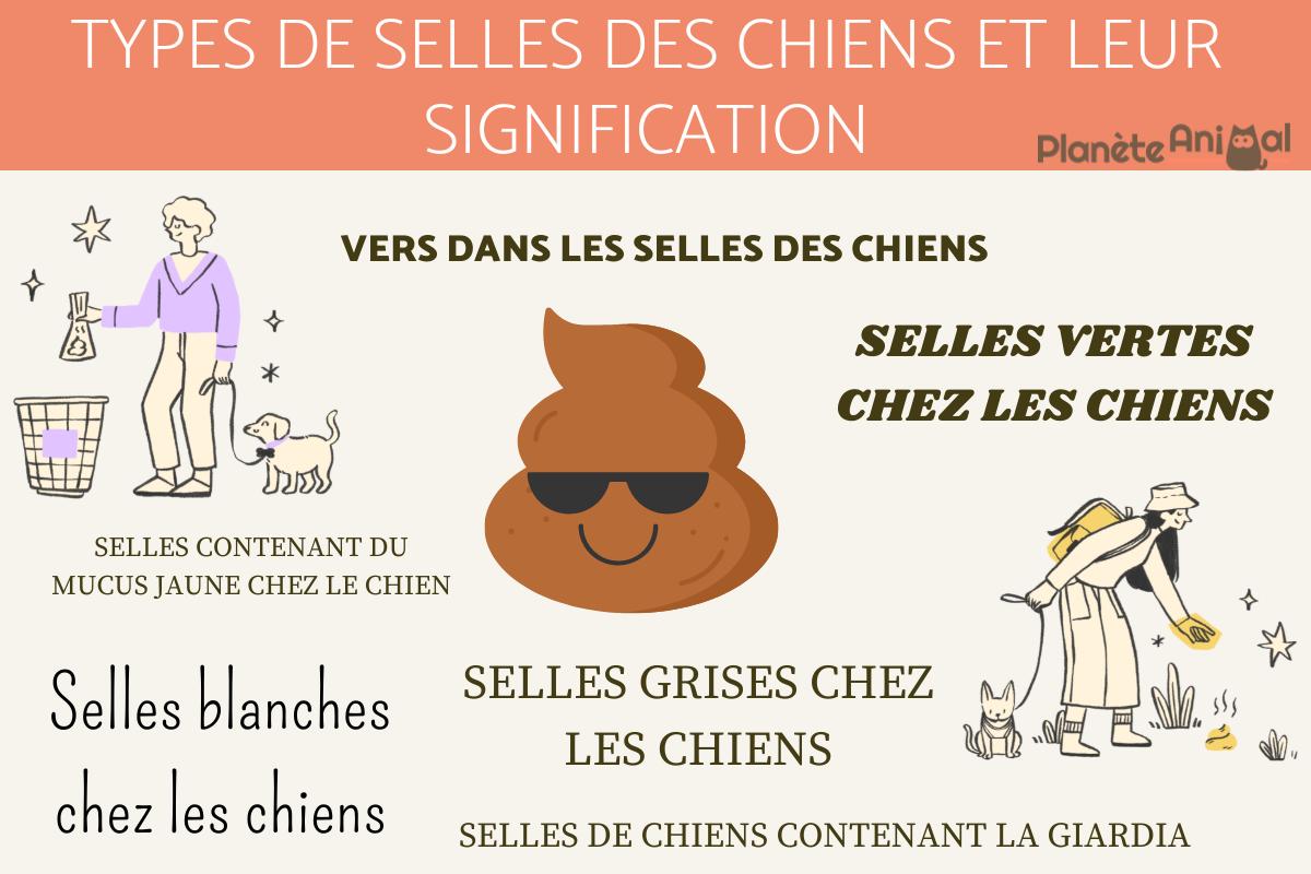 Types de selles des chiens et leur signification