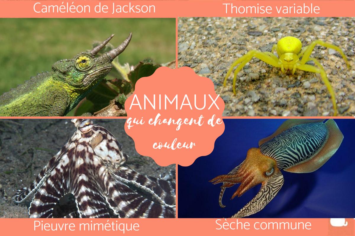 Animal qui change de couleur - Liste et caractéristique
