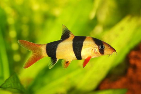 Poissons mangeurs d'escargots - Botia clown (Chromobotia macracanthus)