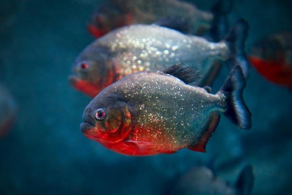 Poissons mangeurs d'escargots - Piranha rouge (Pygocentrus nattereri)