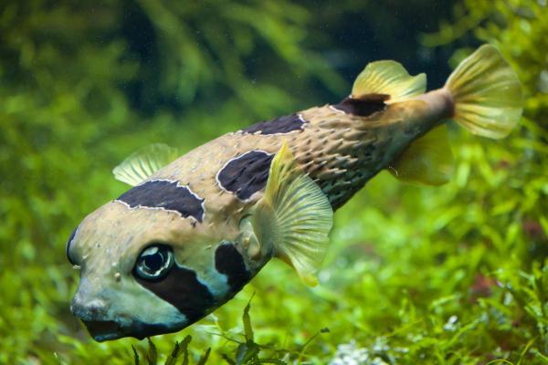 Poissons mangeurs d'escargots - Poisson-hérisson tacheté (Diodon holocanthus)