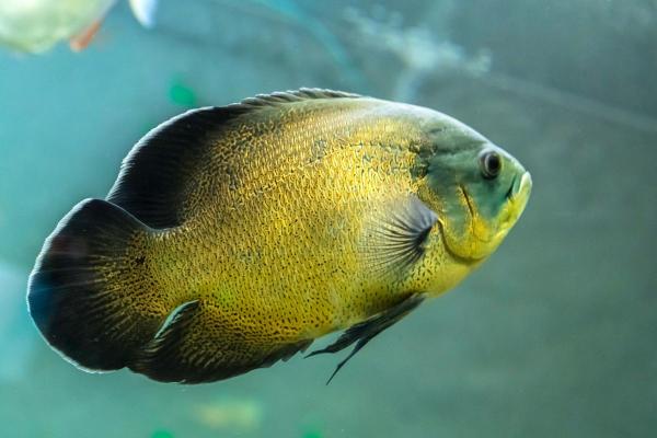Poissons mangeurs d'escargots - Poisson Oscar (Astronotus ocellatus)