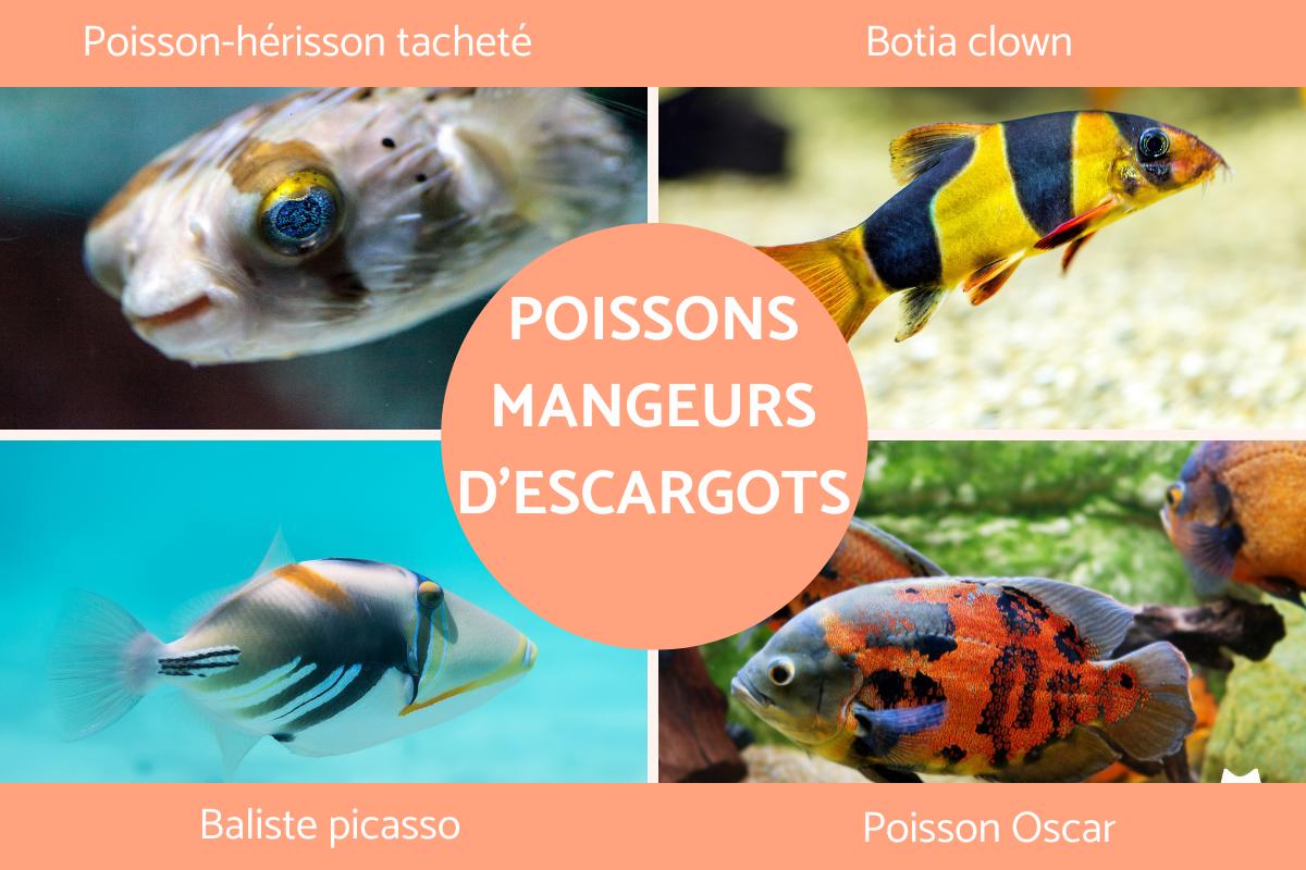 10 Poissons Mangeurs D escargots avec PHOTOS 