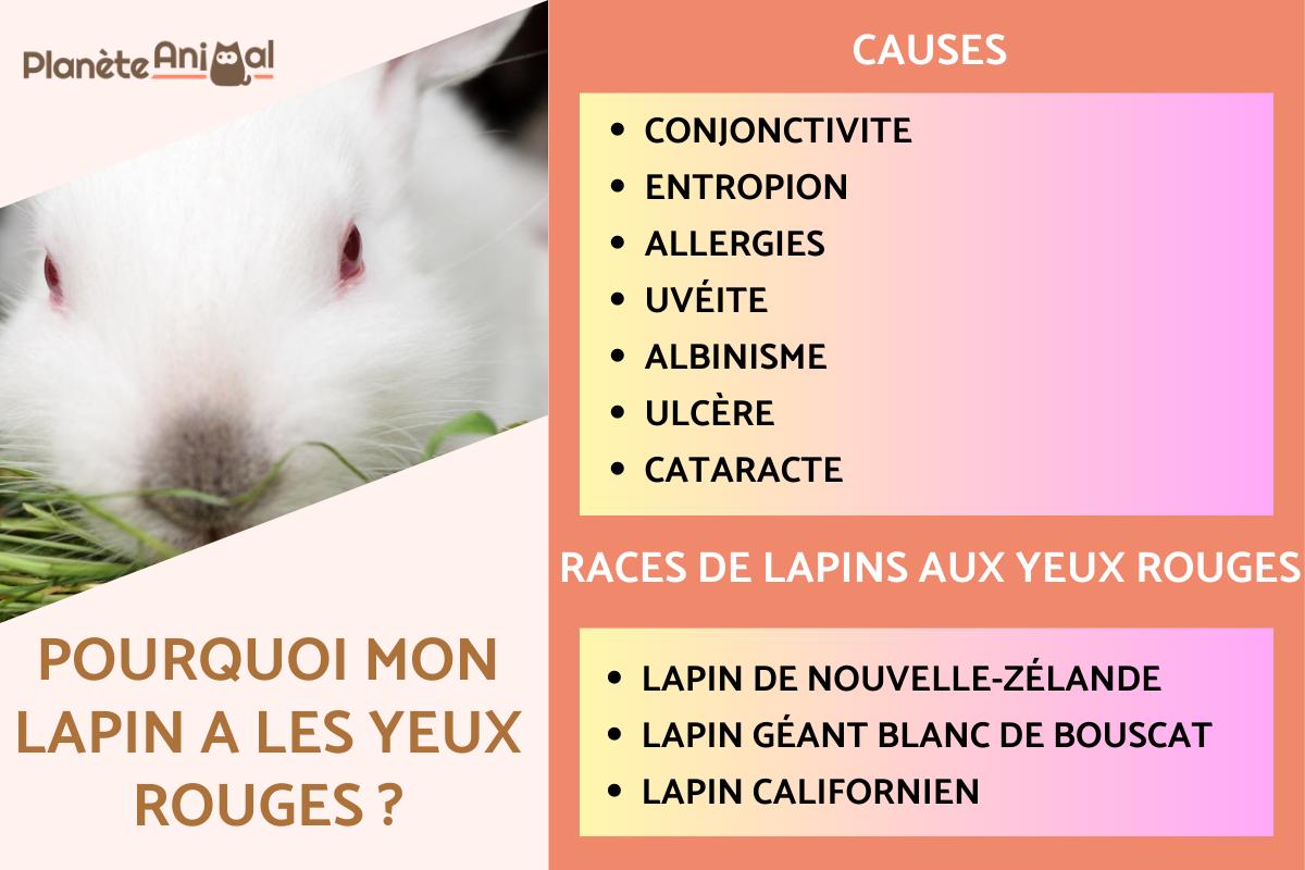 Pourquoi mon lapin a les yeux rouges ?