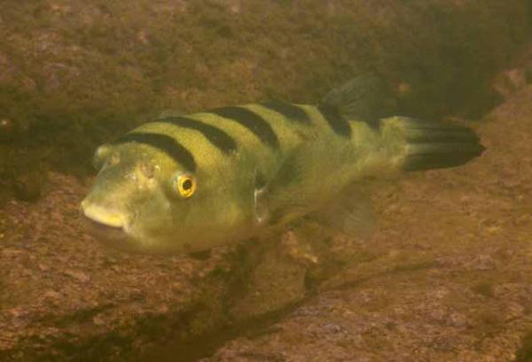 Poissons mangeurs d'escargots - Puffer à bandes (Colomesus psittacus)