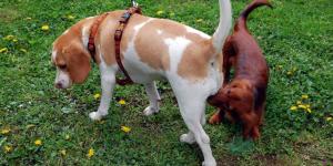Une chienne stérilisée peut-elle avoir des chaleurs ?