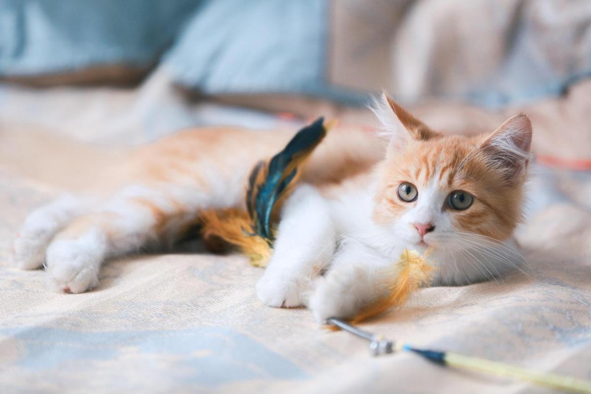 Étagère ou arbre à chat, incontournable pour son bien-être
