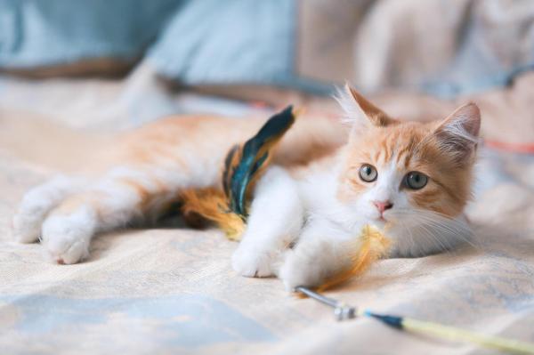 Étagère ou arbre à chat, incontournable pour son bien-être