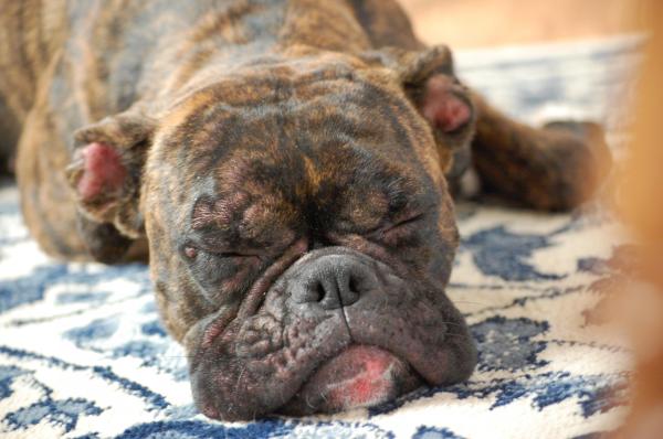 Les maladies de peau chez les chiens - allergie