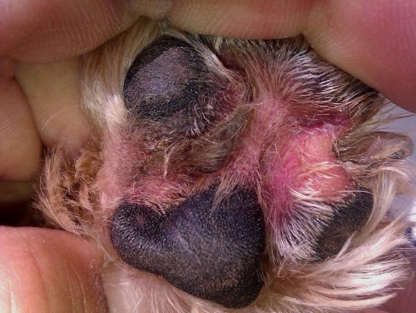 Les maladies de peau chez les chiens - Champignons