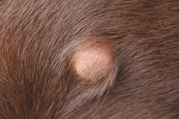 Les maladies de peau chez les chiens - Kystes