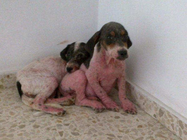 Les maladies de peau chez les chiens - La gale