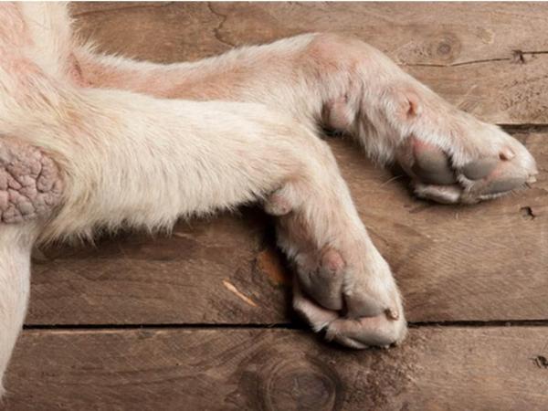 Les maladies de peau chez les chiens - Les cors