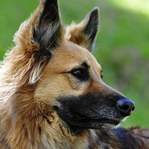 Les maladies de peau chez les chiens