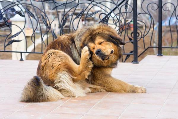 Les maladies de peau chez les chiens - Parasites