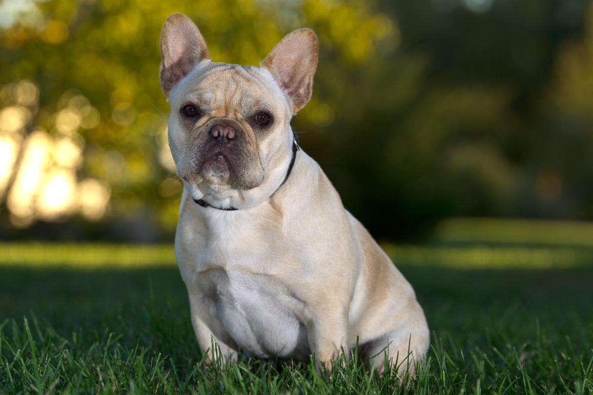 Chien Bouledogue Français assis crème