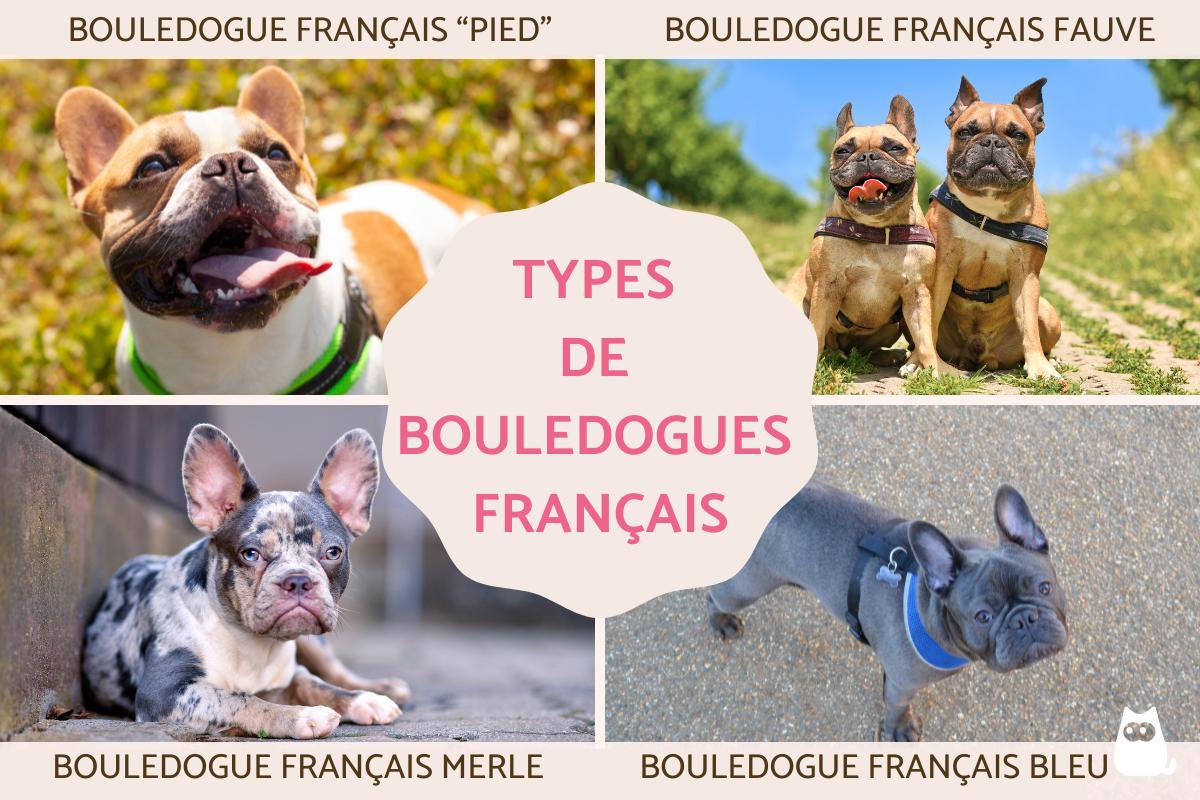 Types de bouledogues français