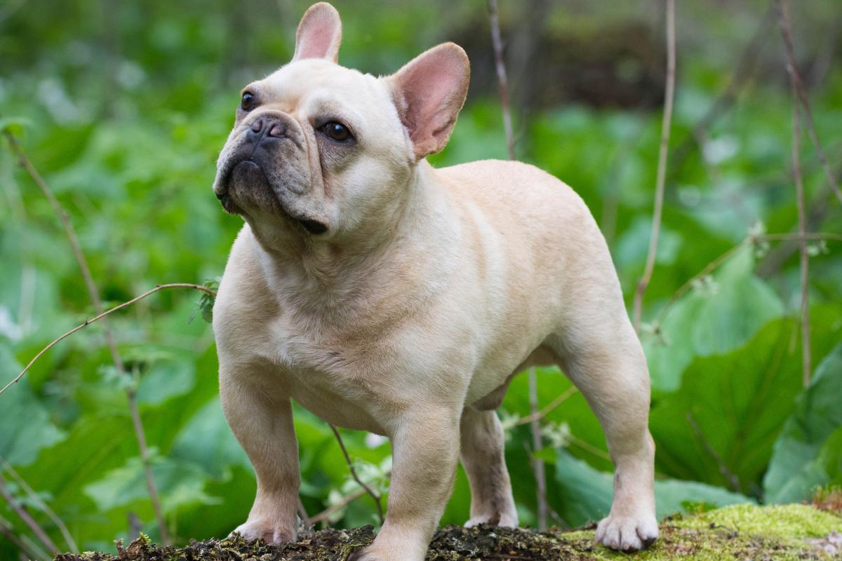 Sitemapcdatahttpsgutecellcare1commanteau Bouledogue Francaisnull