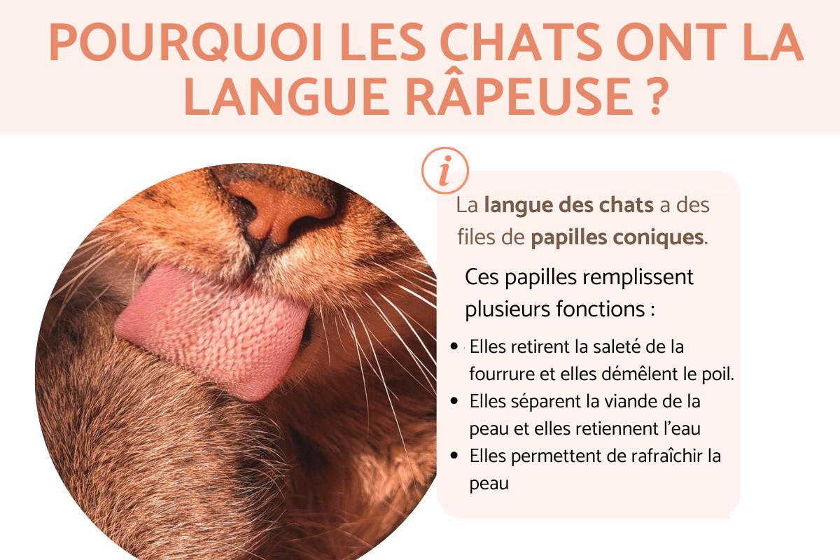 Pourquoi les chats ont la langue râpeuse