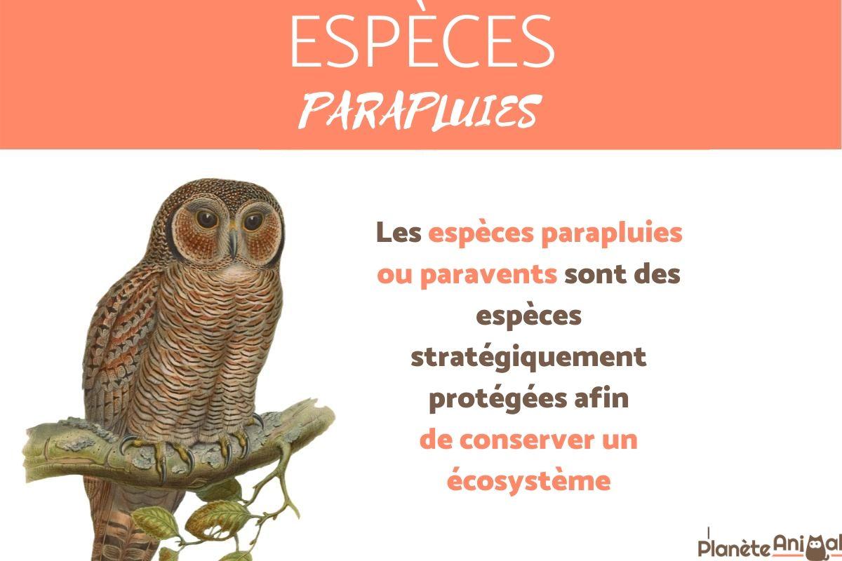 Espèce parapluie - Définition et exemples