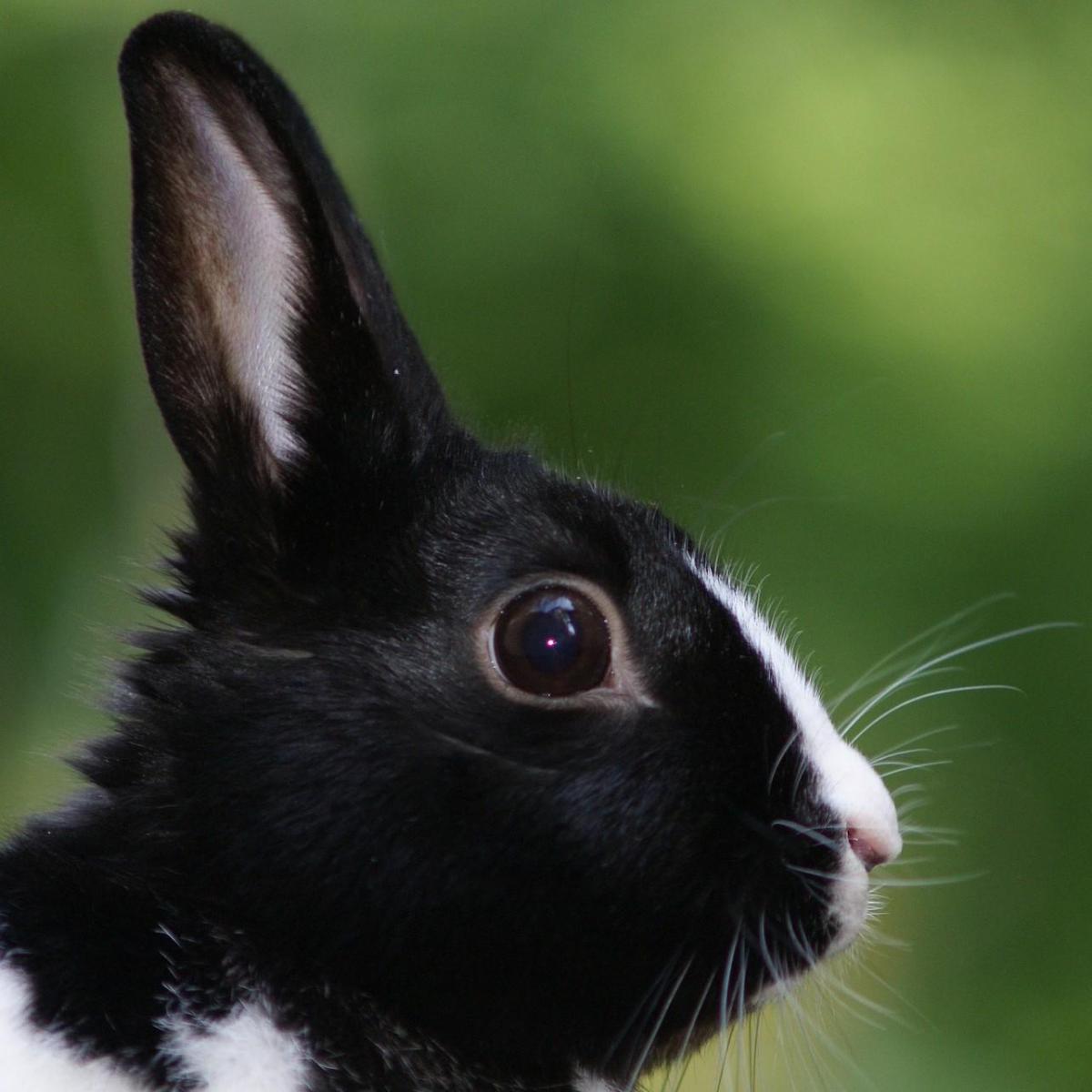 La diarrhée chez le lapin : causes et traitements