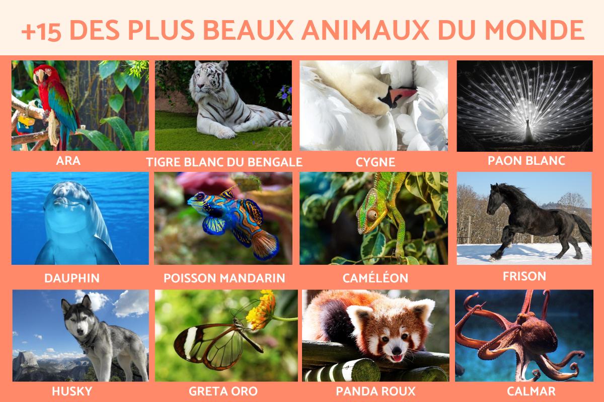 Les plus beaux animaux du monde - TOP 17