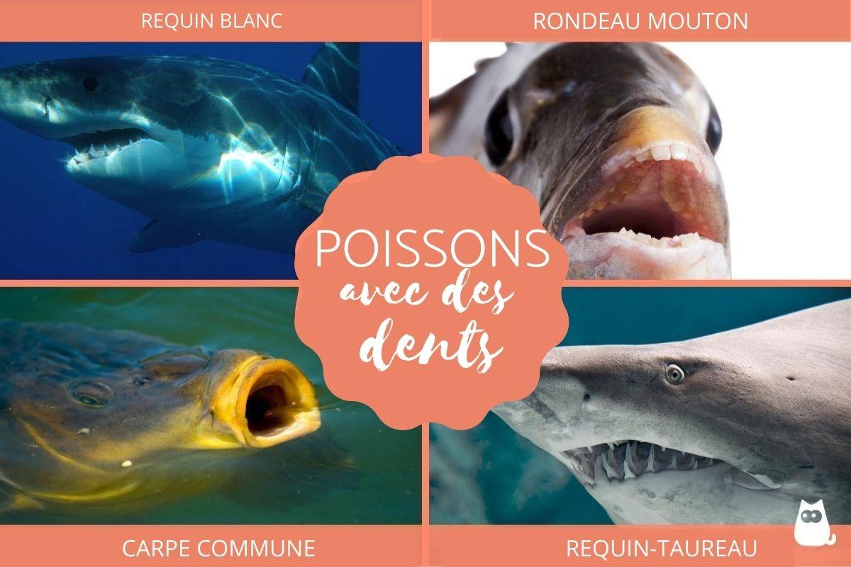 Poissons avec des dents - Caractéristiques et exemples