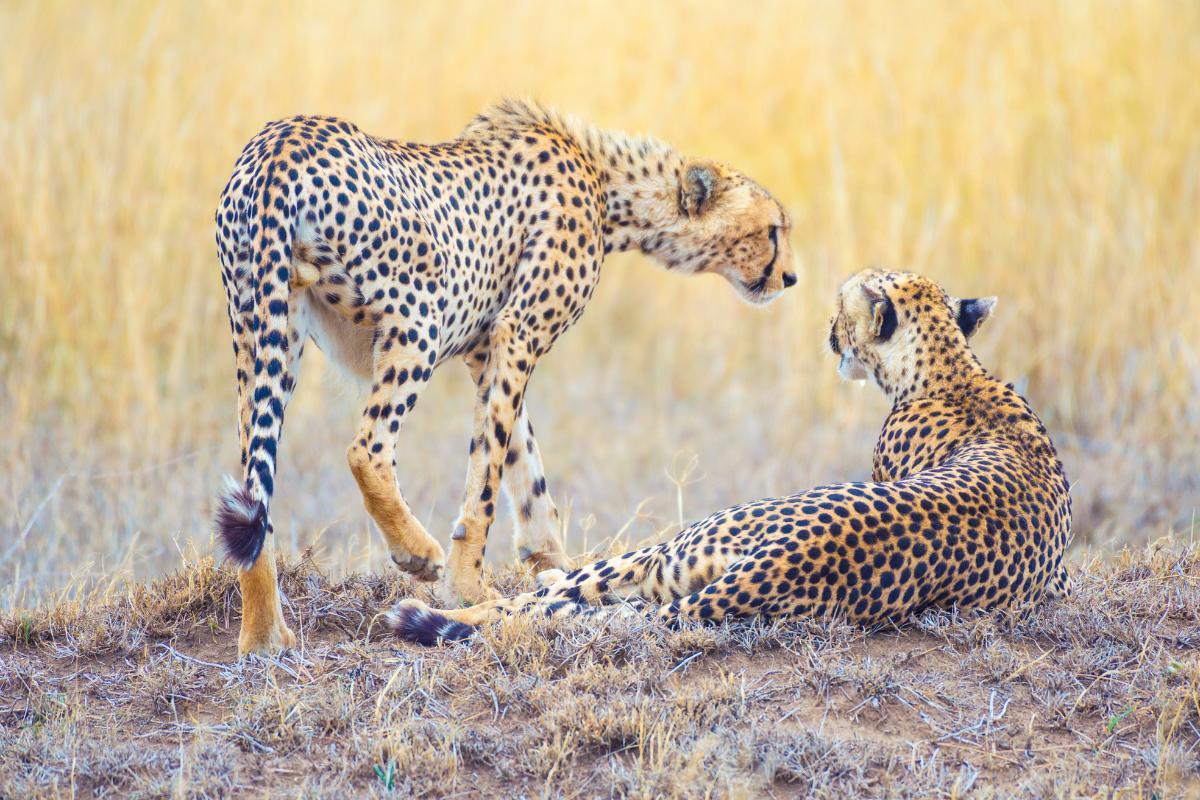 Reproduction du guépard