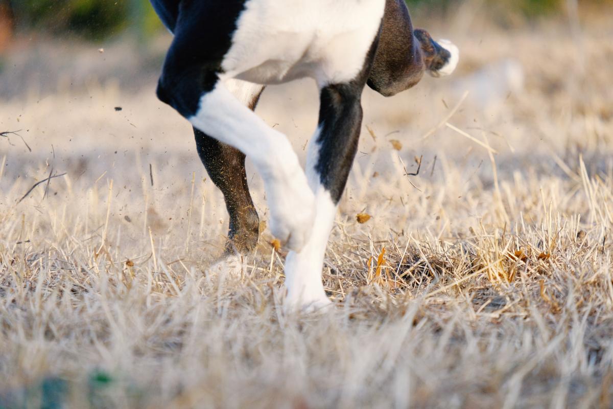 Tendinite chez le chien - Symptômes, causes et comment la soigner